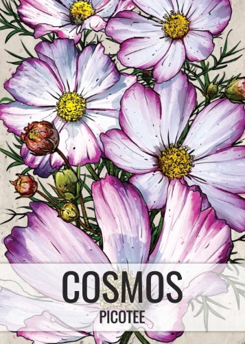 Picotee Cosmos Seeds For Planting (Cosmos bipinnatus)