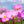 Pinkie Cosmos Seeds For Planting (Cosmos bipinnatus)