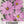 Pinkie Cosmos Seeds For Planting (Cosmos bipinnatus)