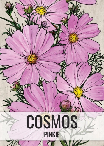 Pinkie Cosmos Seeds For Planting (Cosmos bipinnatus)