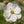 Purity Cosmos Seeds For Planting (Cosmos bipinnatus)