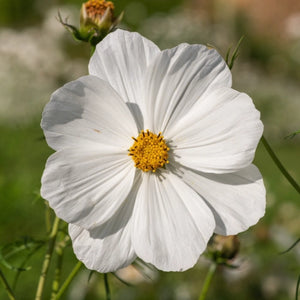 Purity Cosmos Seeds For Planting (Cosmos bipinnatus)