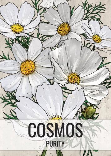 Purity Cosmos Seeds For Planting (Cosmos bipinnatus)