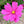 Radiance Cosmos Seeds For Planting (Cosmos bipinnatus)
