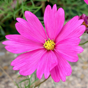 Radiance Cosmos Seeds For Planting (Cosmos bipinnatus)