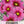 Radiance Cosmos Seeds For Planting (Cosmos bipinnatus)