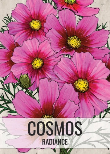 Radiance Cosmos Seeds For Planting (Cosmos bipinnatus)
