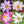 Seashells Cosmos Seeds For Planting (Cosmos bipinnatus)