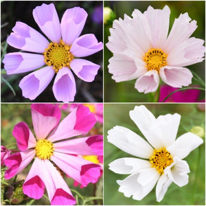 Seashells Cosmos Seeds For Planting (Cosmos bipinnatus)