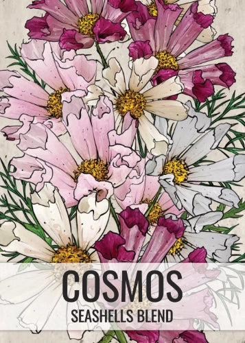 Seashells Cosmos Seeds For Planting (Cosmos bipinnatus)