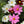 Sensation Mixed Cosmos Seeds For Planting (Cosmos bipinnatus)