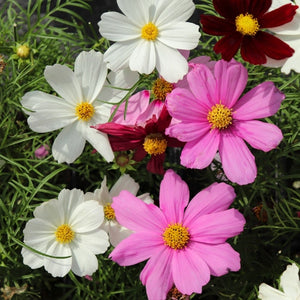 Sensation Mixed Cosmos Seeds For Planting (Cosmos bipinnatus)