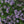 Mother of Thyme, Creeping Thyme Seeds For Planting (Thymus serpyllum)