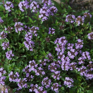 Mother of Thyme, Creeping Thyme Seeds For Planting (Thymus serpyllum)