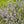 Wild Creeping Thyme Seeds For Planting (Thymus serpyllum)