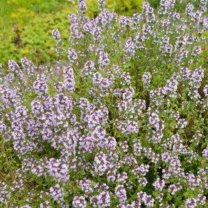 Wild Creeping Thyme Seeds For Planting (Thymus serpyllum)