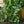 Watercress Herb Seeds For Planting (Nasturtium officinale)