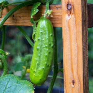 Boston Pickling Cucumber Seeds For Planting (Cucumis sativus)