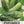 Boston Pickling Cucumber Seeds For Planting (Cucumis sativus)
