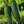 Bush Pickle Cucumber Seeds For Planting (Cucumis sativus)
