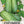 Bush Pickle Cucumber Seeds For Planting (Cucumis sativus)