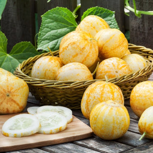 Lemon Cucumber Seeds For Planting (Cucumis sativus)