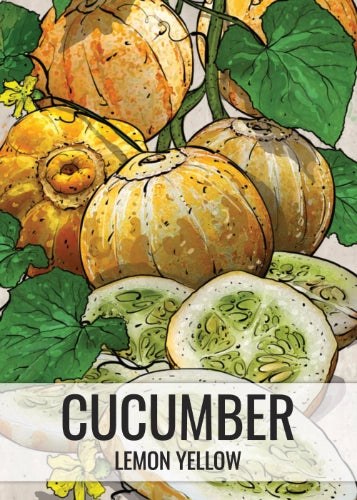Lemon Cucumber Seeds For Planting (Cucumis sativus)