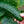 Marketmore 76 Cucumber Seeds For Planting (Cucumis sativus)