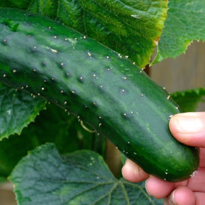 Marketmore 76 Cucumber Seeds For Planting (Cucumis sativus)