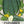Marketmore 76 Cucumber Seeds For Planting (Cucumis sativus)