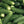 Spacemaster 80 Cucumber Seeds For Planting (Cucumis sativus)