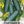 Spacemaster 80 Cucumber Seeds For Planting (Cucumis sativus)