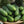 Wisconsin SMR-58 Cucumber Seeds For Planting (Cucumis sativus)