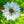 Black Cumin Herb Seeds For Planting (Nigella sativa)