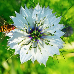 Black Cumin Herb Seeds For Planting (Nigella sativa)