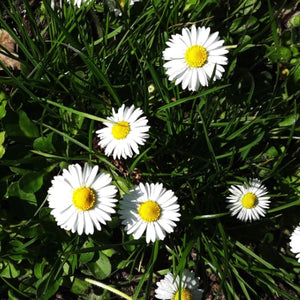 Creeping Daisy Seeds For Planting (Chrysanthemum paludosum)