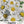 Creeping Daisy Seeds For Planting (Chrysanthemum paludosum)