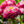English Daisy Seed Mixture (Bellis perennis)