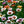 Painted Daisy Seeds For Planting (Chrysanthemum carinatum)