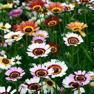 Painted Daisy Seeds For Planting (Chrysanthemum carinatum)