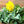 Dandelion Herb Seeds For Planting (Taraxacum officinale)