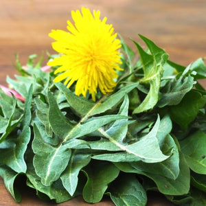 Dandelion Herb Seeds For Planting (Taraxacum officinale)