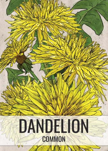 Dandelion Herb Seeds For Planting (Taraxacum officinale)