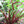 Garnet Stem, Italian Dandelion Seeds For Planting (Cichorium intybus)