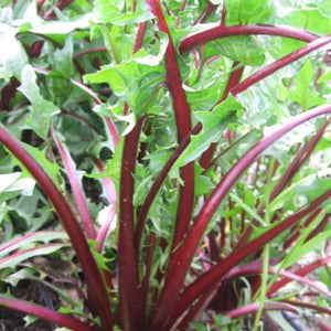 Garnet Stem, Italian Dandelion Seeds For Planting (Cichorium intybus)