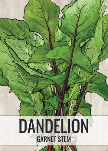 Garnet Stem, Italian Dandelion Seeds For Planting (Cichorium intybus)