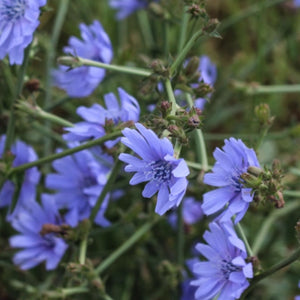 Chicory Seeds For Planting / Italian Dandelion (Cichorium intybus)