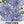 Chicory Seeds For Planting / Italian Dandelion (Cichorium intybus)
