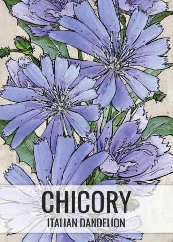 Chicory Seeds For Planting / Italian Dandelion (Cichorium intybus)