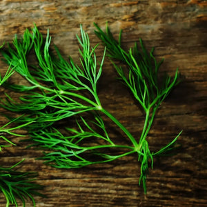 Dill Herb Seeds For Planting (Anethum graveolens)